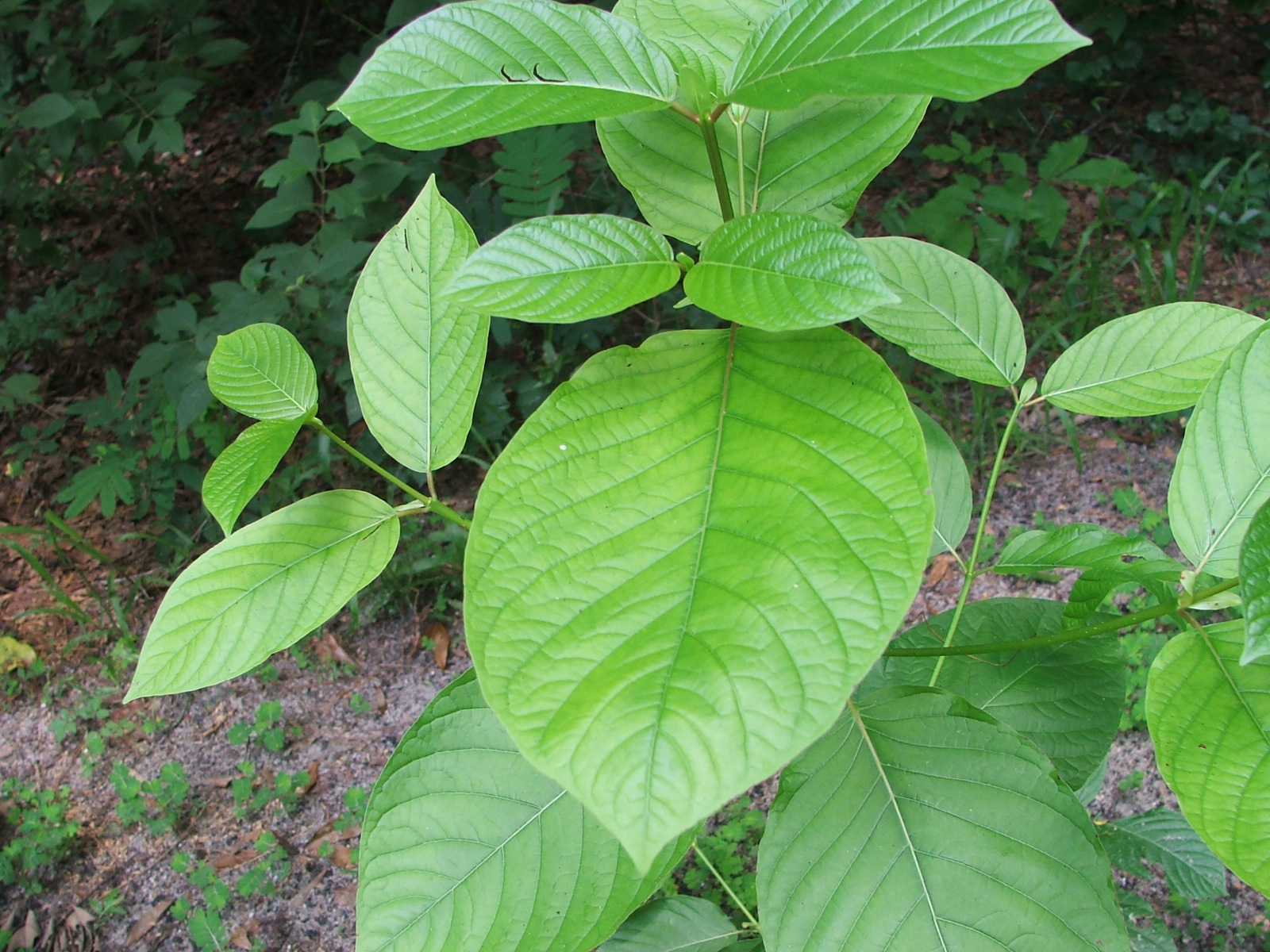 Mitragyna speciosa plant