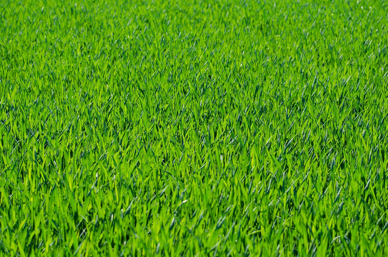 lawn with vibrant green grass