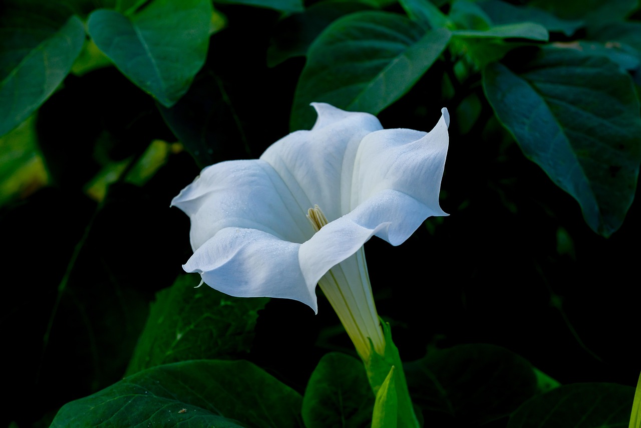white datura flower