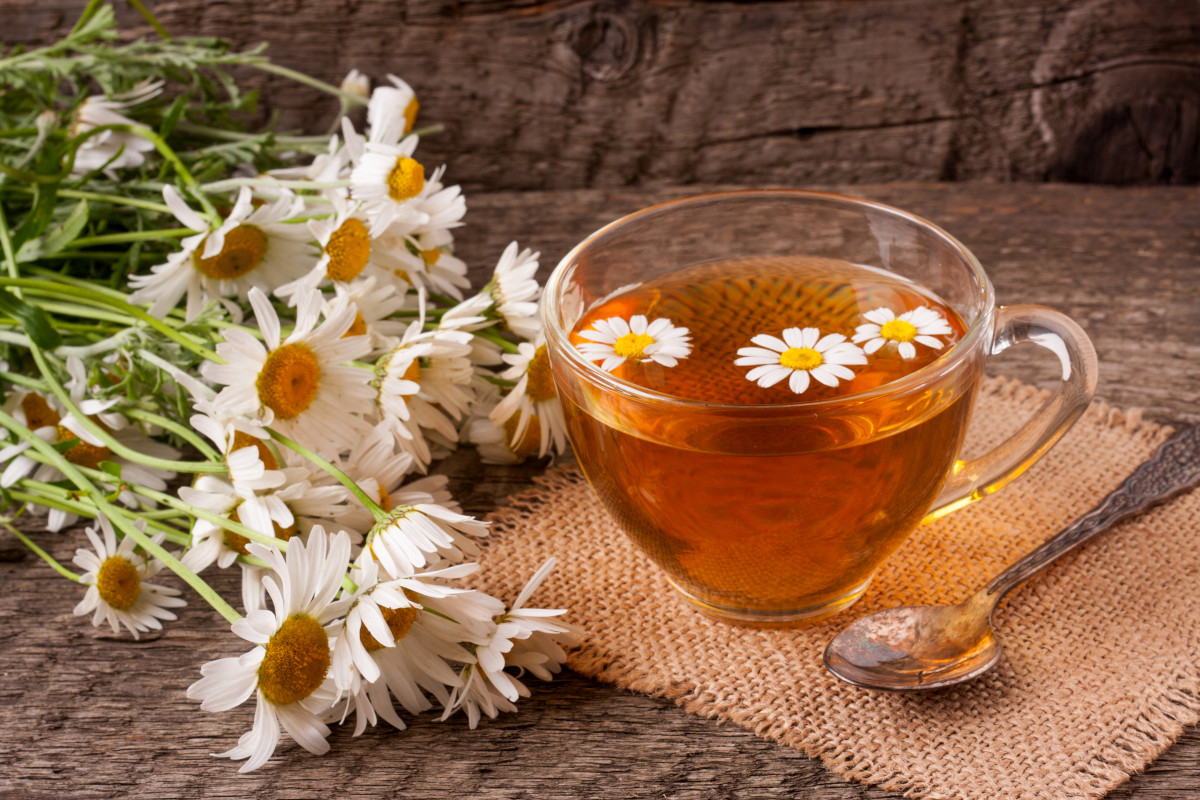 fresh chamomile flower tea
