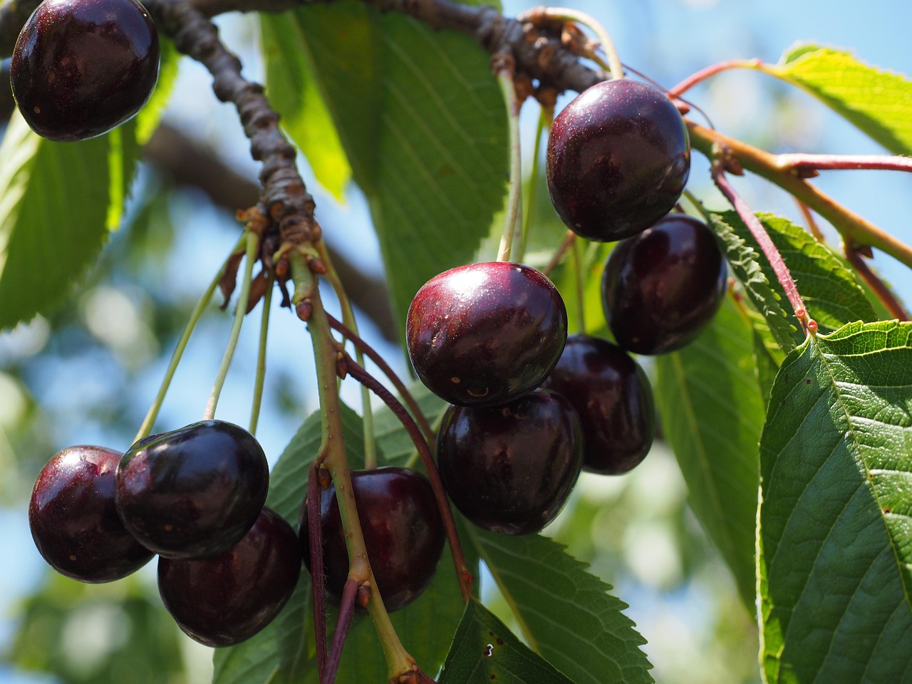 black cherry plant