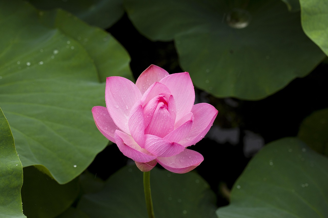 pink lotus flower