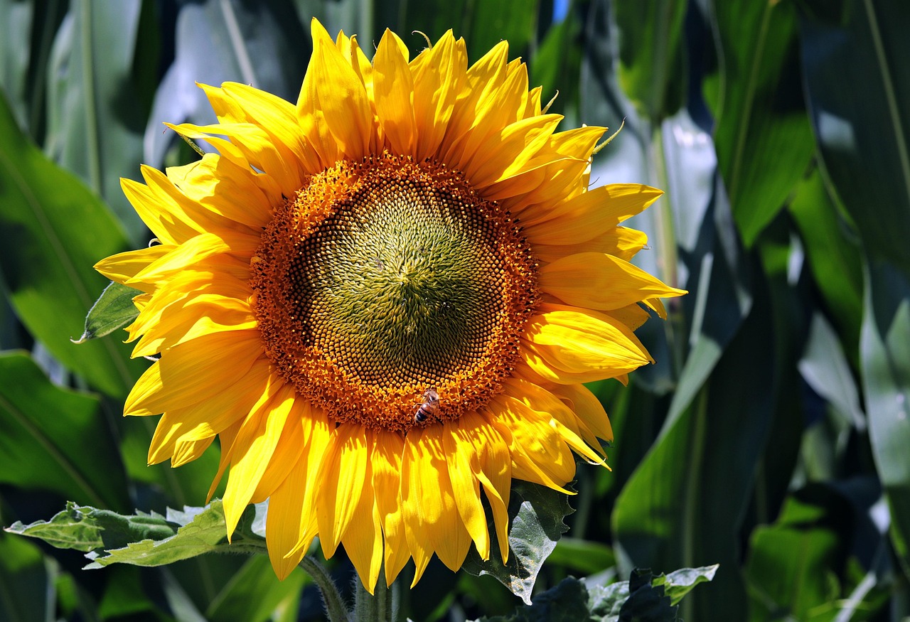 closeup of a yellow sunflower