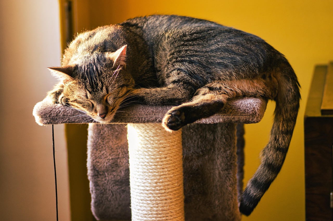 cat sleeping on a cat tree