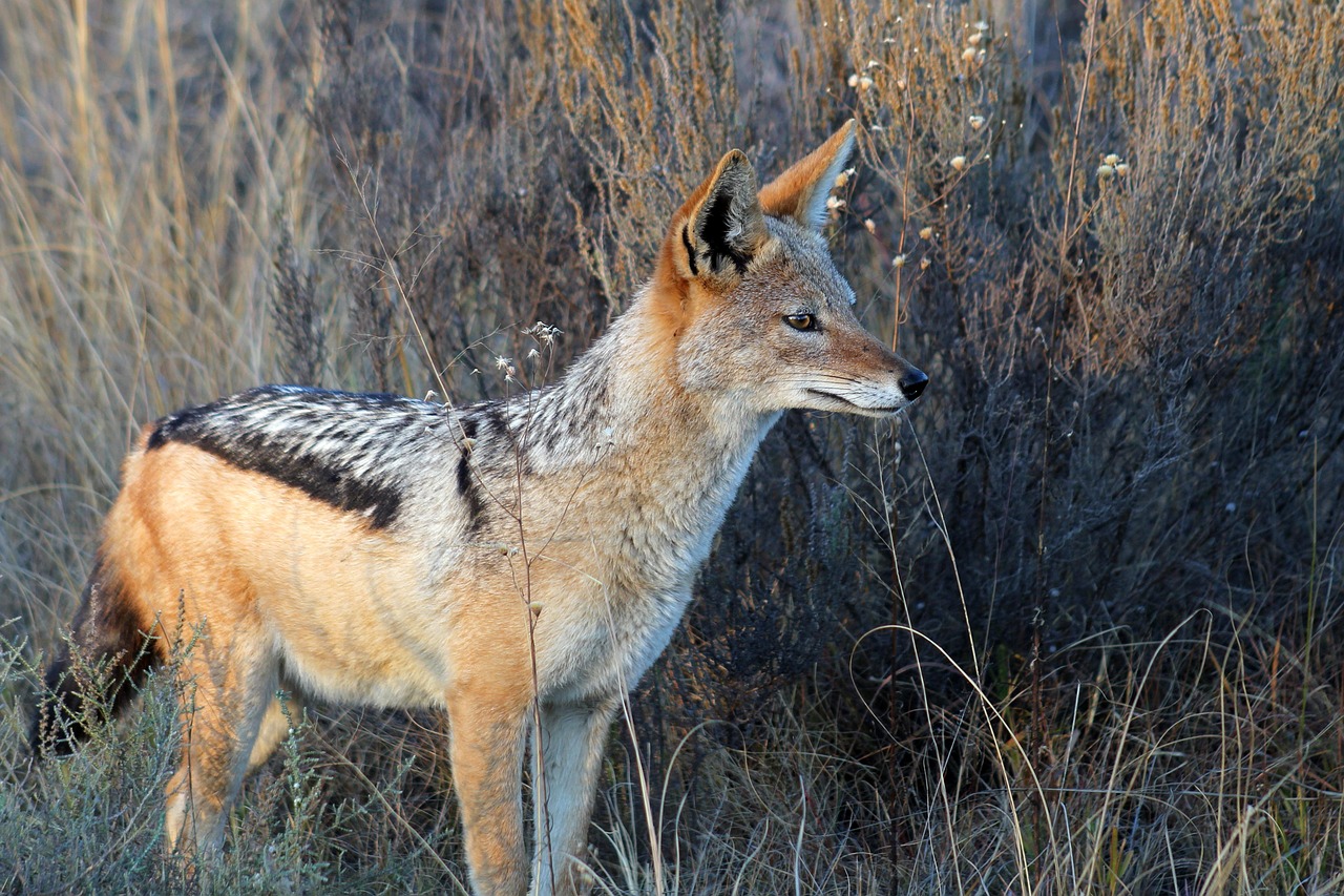 jackal in south african wilderness