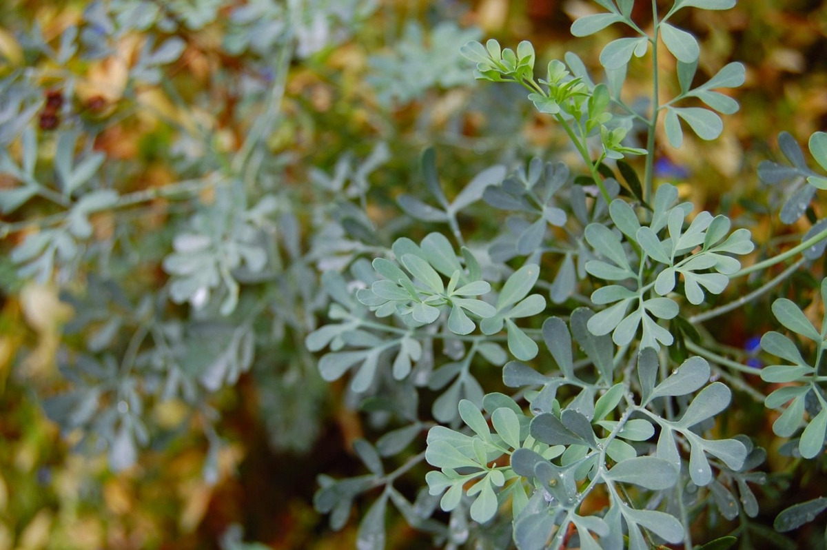ruta graveolens plant