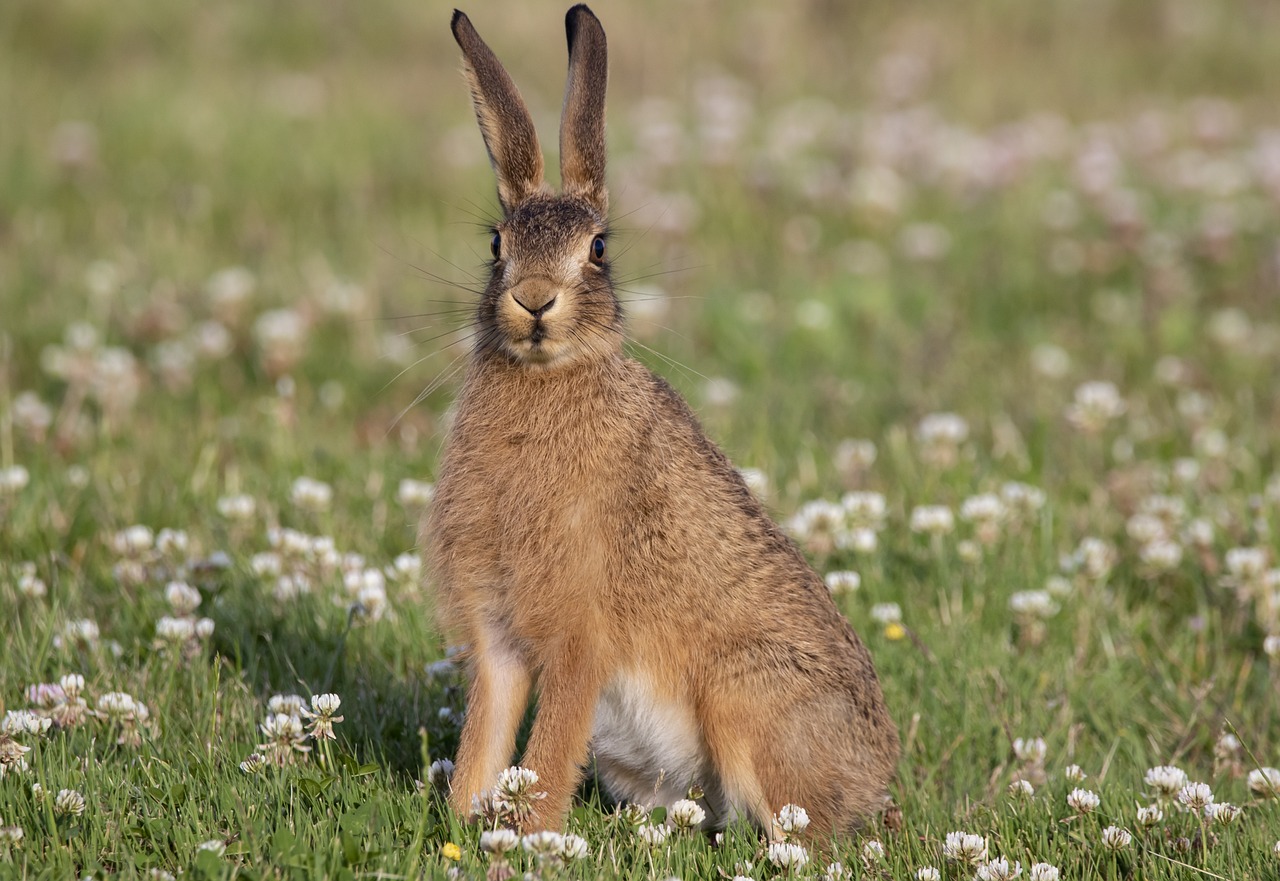 young hare in a field