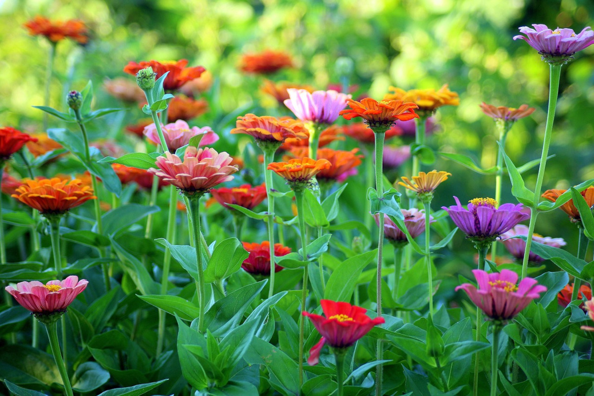zinnia flowers in a garden during the summer
